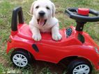 Labrador Puppy