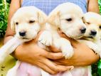 Labrador Puppies