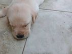 Labrador Puppy