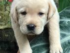 Labrador Puppy