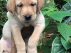 Labrador Puppies