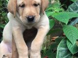 Labrador Puppies
