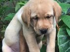 Labrador Puppies
