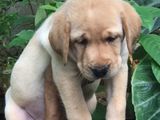 Labrador Puppies
