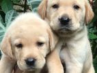 Labrador puppy