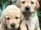 Labrador puppy