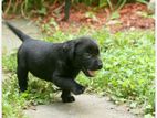 Labrador Puppies