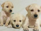 Labrador Puppies