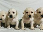 Labrador puppy