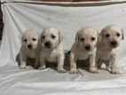 Labrador Puppy