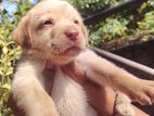 Labrador Puppy