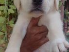 Labrador Puppy