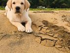 labrador puppy