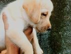 Labrador Puppy