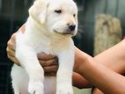 Labrador Puppy