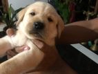 Labrador Puppy