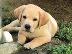 Labrador Puppy