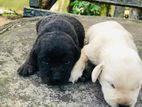 Labrador Puppies