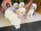 Labrador Puppy