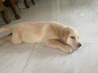 Labrador Puppy
