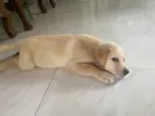 Labrador Puppy