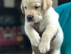 Labrador Puppy