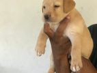 Labrador Puppy