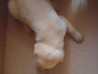 Labrador puppy