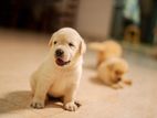 Labrador Puppies