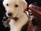 Labrador Puppy