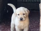 Labrador Puppy