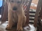 Labrador Puppy
