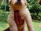 Labrador Puppy