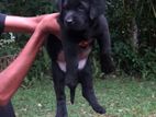 Labrador Puppy Jet Black