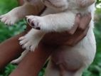 Labrador Puppy