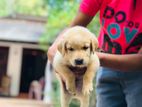 Labrador Puppy