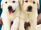 Labrador Puppy’s