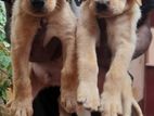 Labrador Puppies