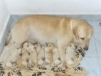 Labrador puppys