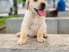 Labrador Puppies