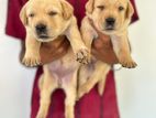 Labrador Puppies