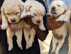 Labrador puppies