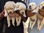 Labrador Puppies
