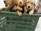 Labrador Puppys