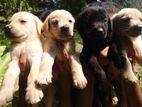 Labrador Retriever Puppies