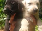 Labrador Retriever Puppies