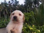 Labrador Puppy