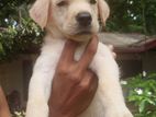 Labrador Puppys