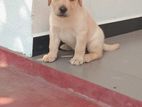 Labrador Puppies