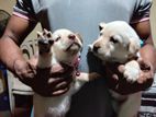 Labrador Puppies